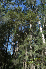 Banksia aquilonia