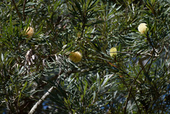 Banksia aquilonia