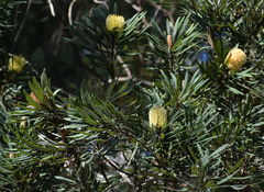 Banksia aquilonia