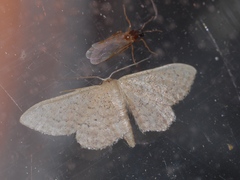 Idaea obsoletaria