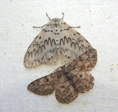 Hypomecis transcissa