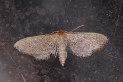 Idaea infirmaria