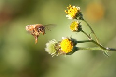 Apis mellifera
