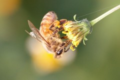 Apis mellifera