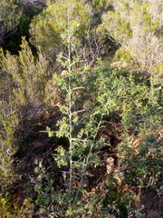 Calicotome spinosa