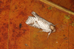 Sericochroa arecosa