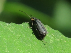 Cantharis obscura