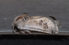 Parahypopta caestrum