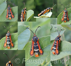 Pyropteron chrysidiforme