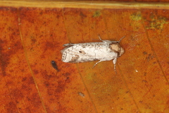 Sericochroa arecosa