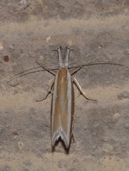 Pleurota aristella