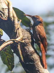 Lepidocolaptes fuscicapillus layardi