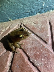 Craugastor crassidigitus