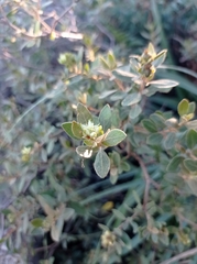 Croton montevidensis