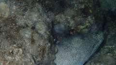 Gymnothorax pictus