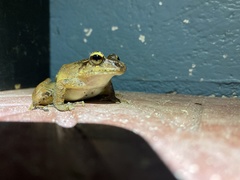 Craugastor crassidigitus