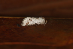 Sericochroa arecosa