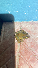 Craugastor crassidigitus