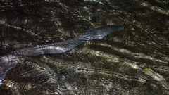 Gymnothorax pictus