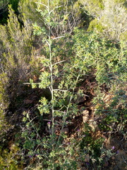 Calicotome spinosa