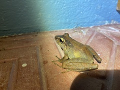 Craugastor crassidigitus