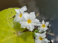 Nymphoides hydrophylla