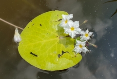 Nymphoides hydrophylla