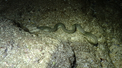 Uropterygius micropterus