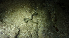 Uropterygius micropterus