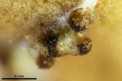 Nectriopsis rubefaciens