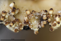 Nectriopsis rubefaciens