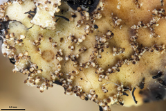 Nectriopsis rubefaciens