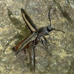 Tesolasomus trivittatus