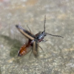 Tesolasomus trivittatus