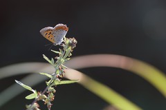 Lycaena phlaeas daimio