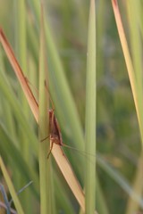 Anisoptera