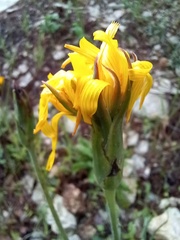 Hyoseris radiata