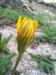 Hyoseris radiata