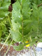 Hyoseris radiata