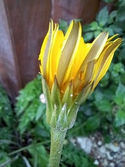 Hyoseris radiata