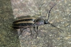 Tesolasomus trivittatus