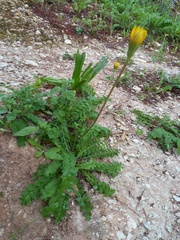 Hyoseris radiata