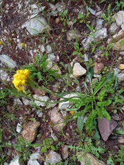 Hyoseris radiata