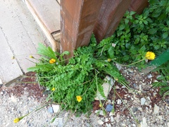 Hyoseris radiata