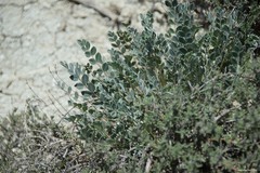Astragalus incanus