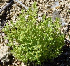 Lysimachia linum-stellatum