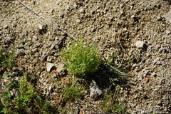Lysimachia linum-stellatum
