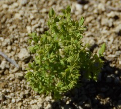 Lysimachia linum-stellatum
