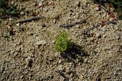 Lysimachia linum-stellatum
