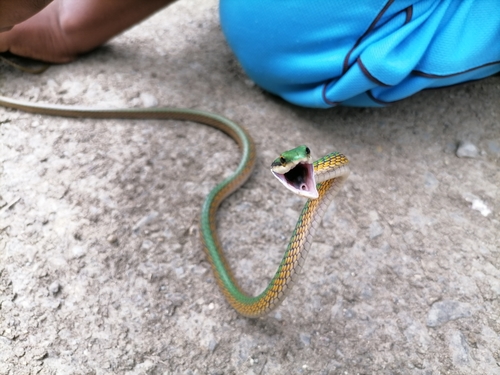 Photo of a Oliver's Parrot Snake (coeruleodorsus) (Leptophis coeruleodorsus)